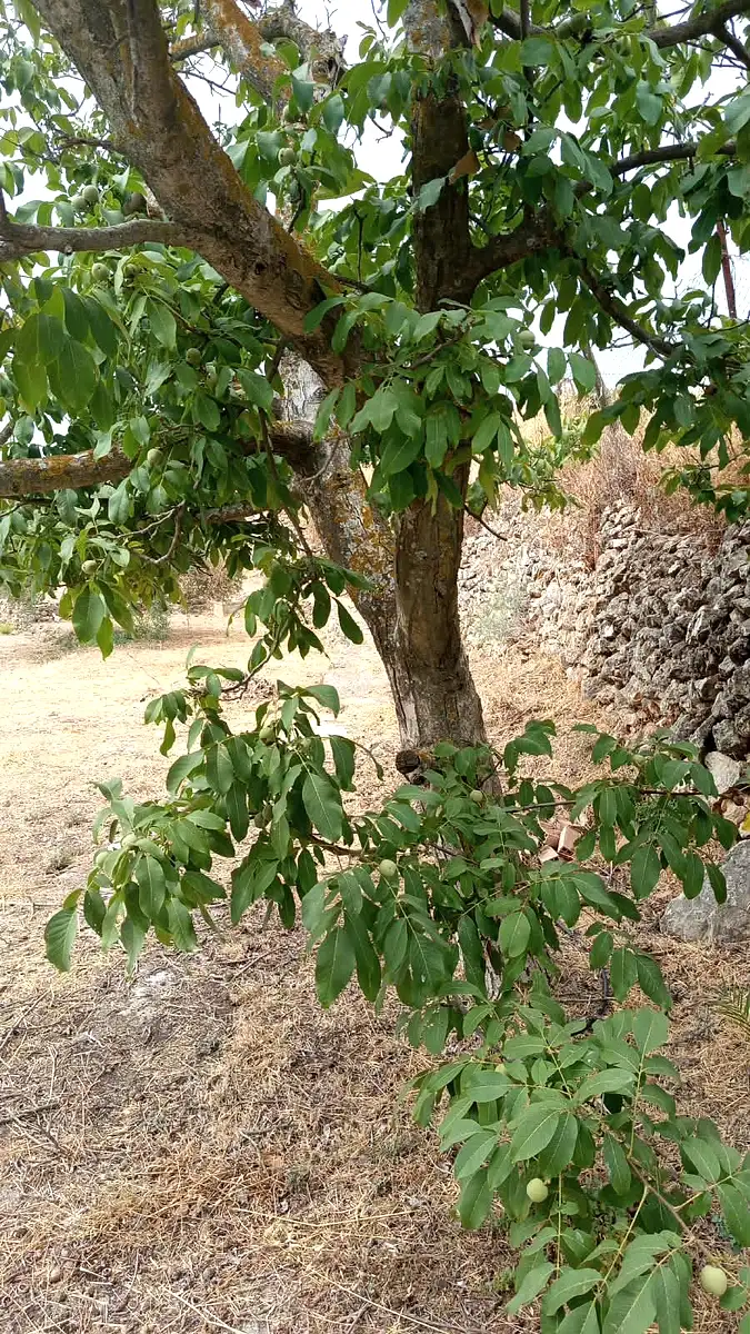 Casa de campo con 2.000 m² de terreno junto a Alozaina - Foto 5